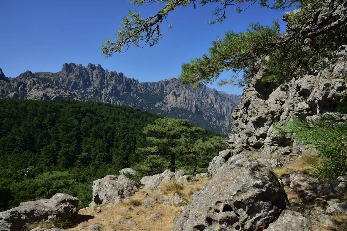 Les aiguilles de Bavella et les pins laricio