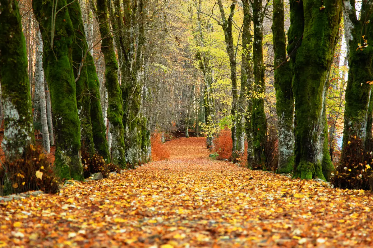 Allée de hêtres couverte de feuilles d'automne