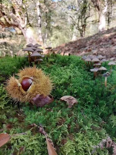 Châtaigne et champignons dans la mousse d'un sous-bois