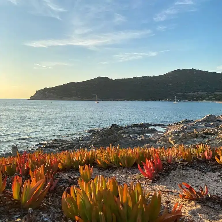 Côte rocheuse et griffes de sorcière au coucher du soleil