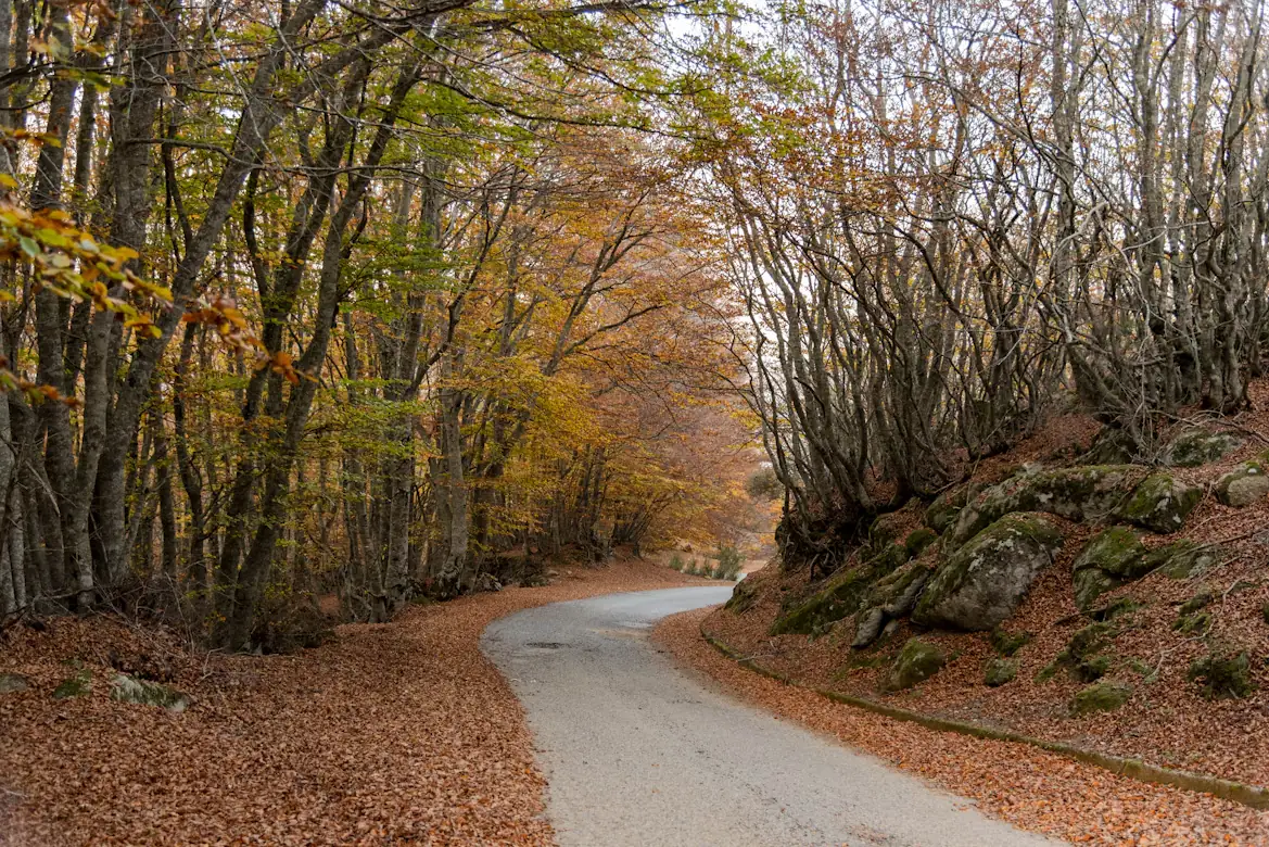 Route forestière sous les hêtres en automne