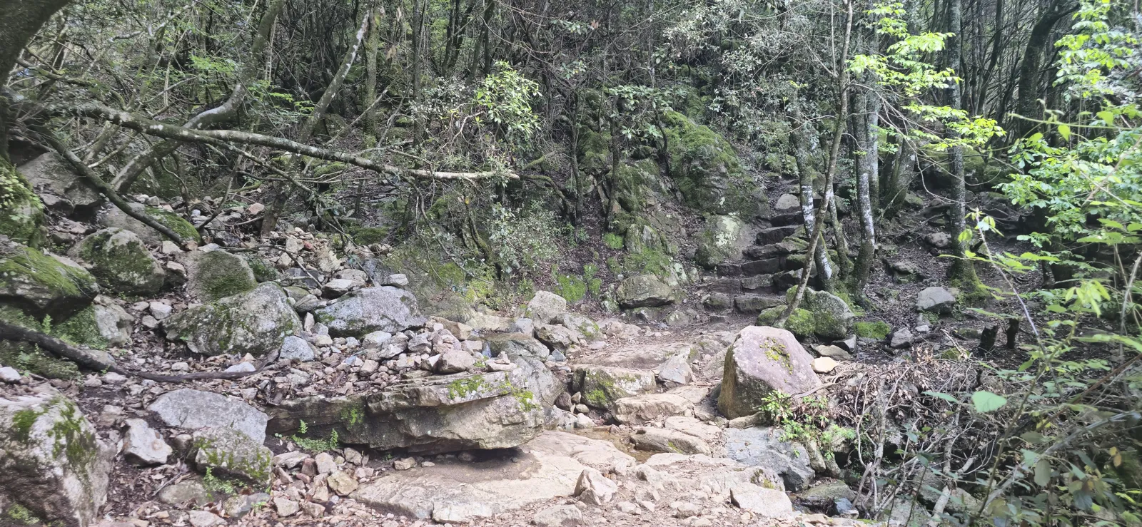 Access path to the Voile de la Mariée waterfall in Bocognano, chestnut forest, Corsica