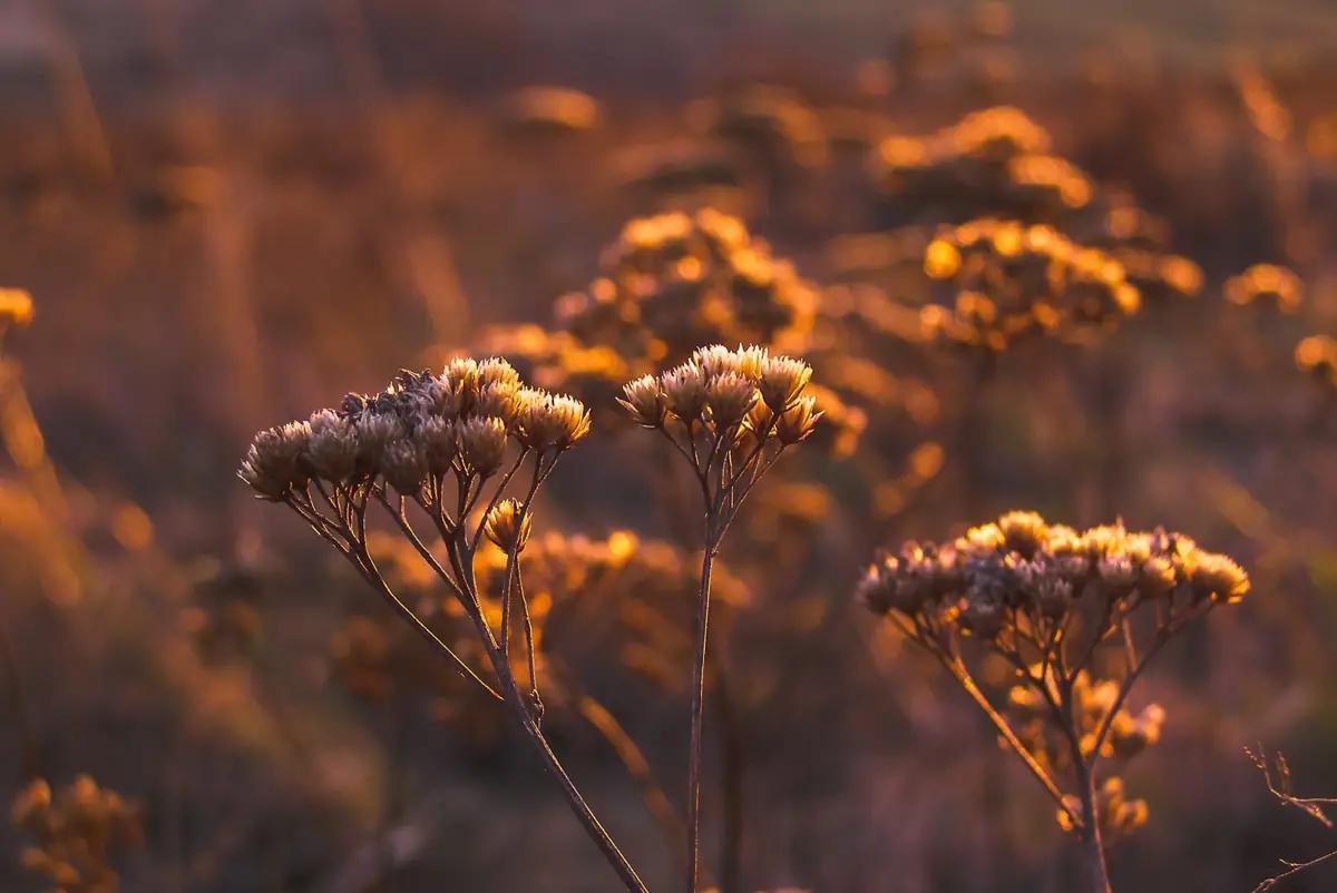 Fleurs séchées du maquis dans la lumière d'automne