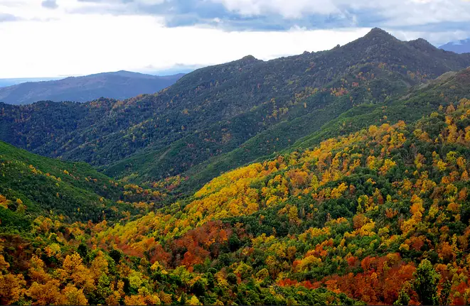 Châtaigneraie aux couleurs d'automne sur les pentes de la montagne