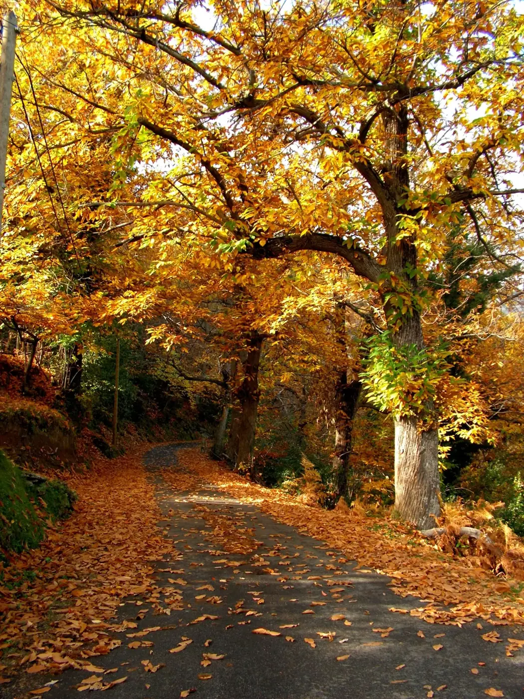 Route sous les châtaigniers en automne
