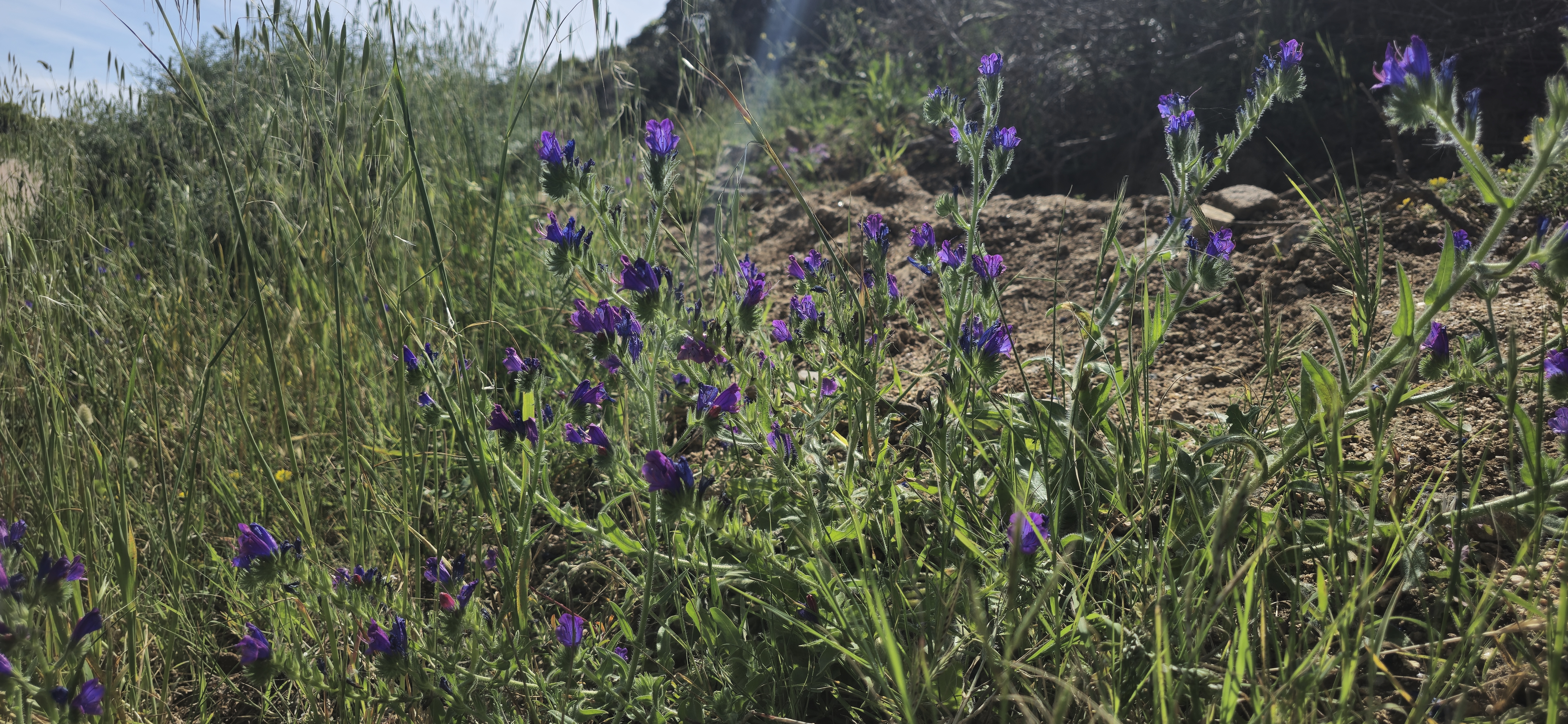 Maquis en fleurs au printemps près du Ruppione