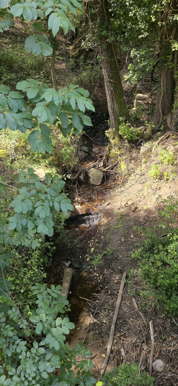 The spring maquis in pictures 4