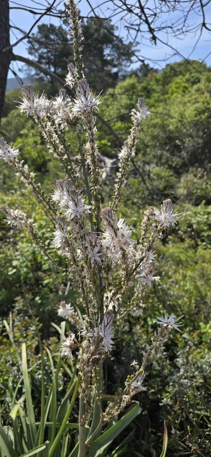The spring maquis in pictures 8