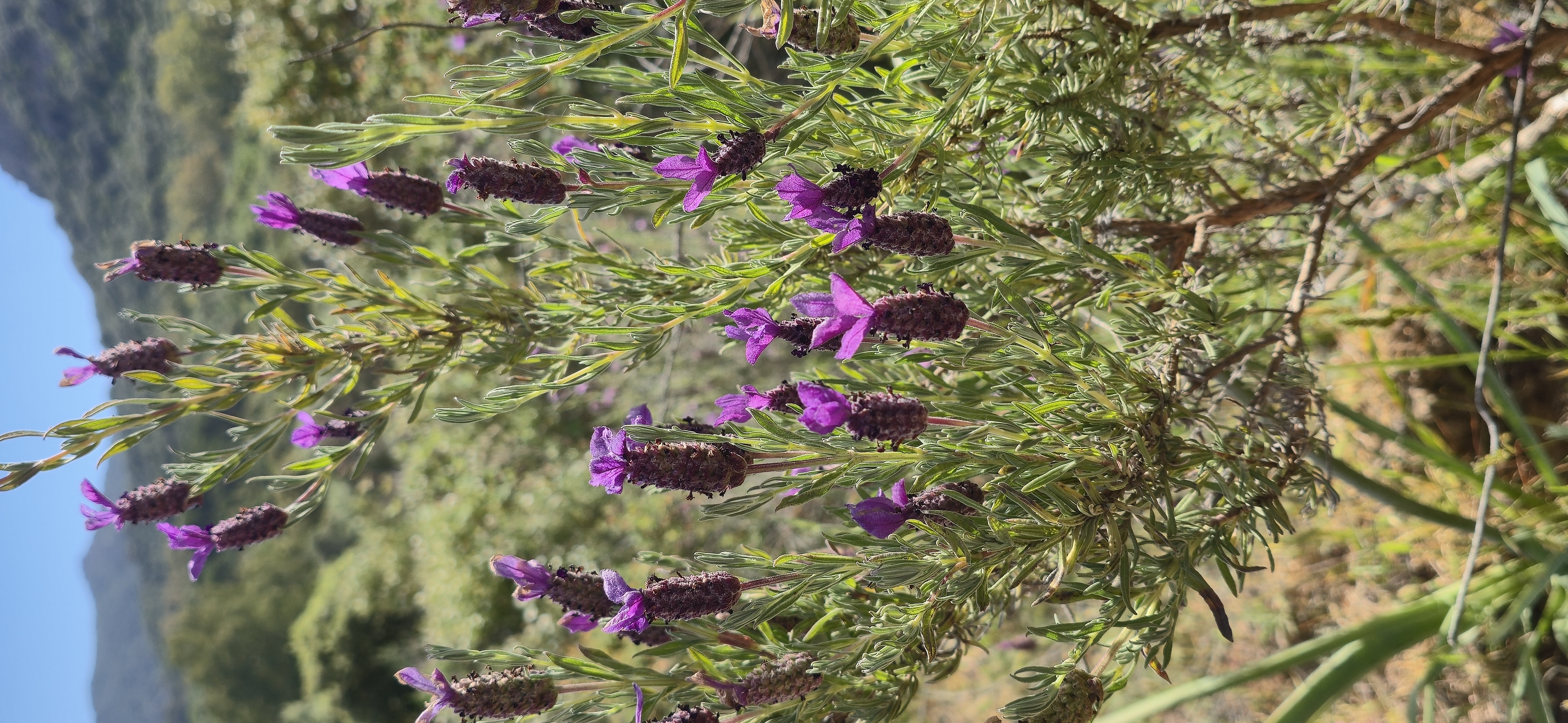 Le maquis de printemps en images 11