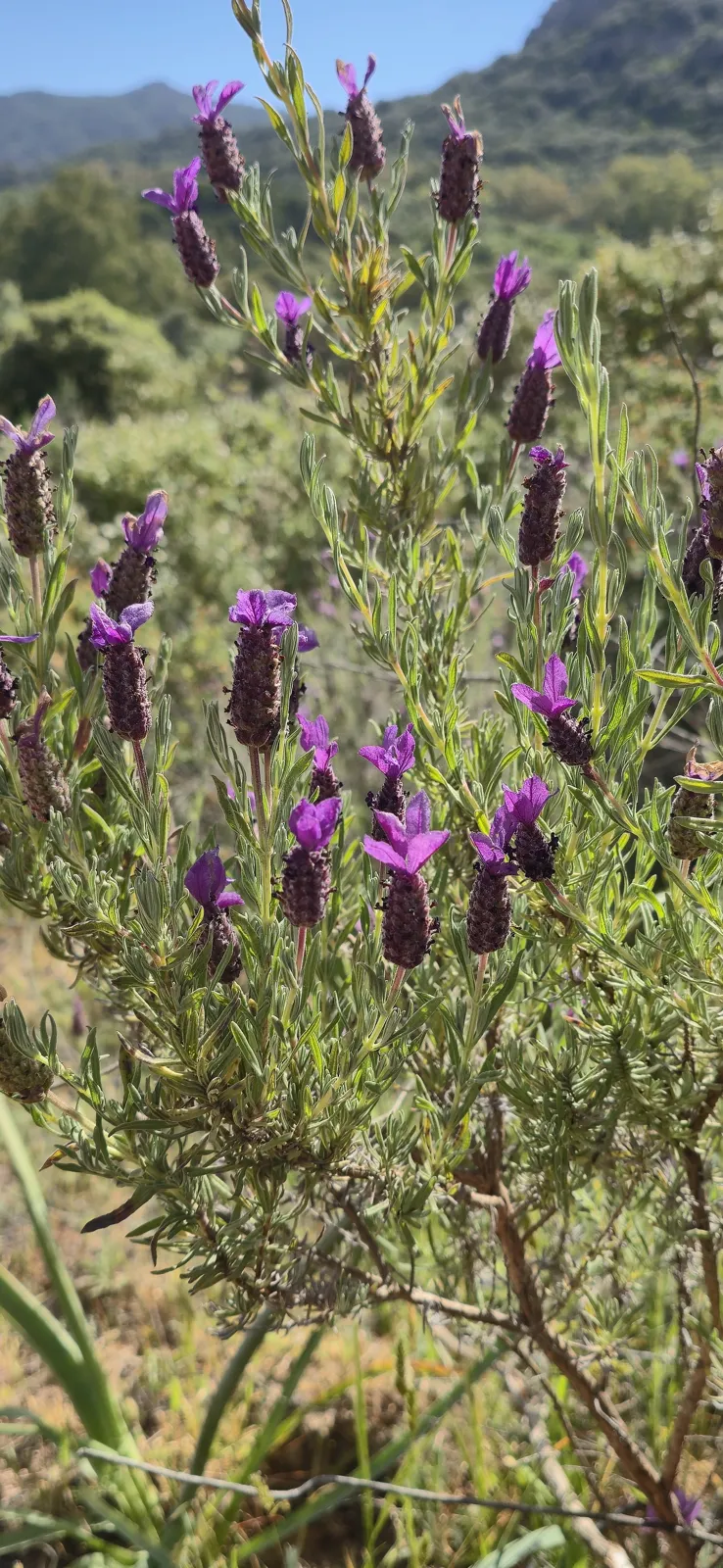 The spring maquis in pictures 11