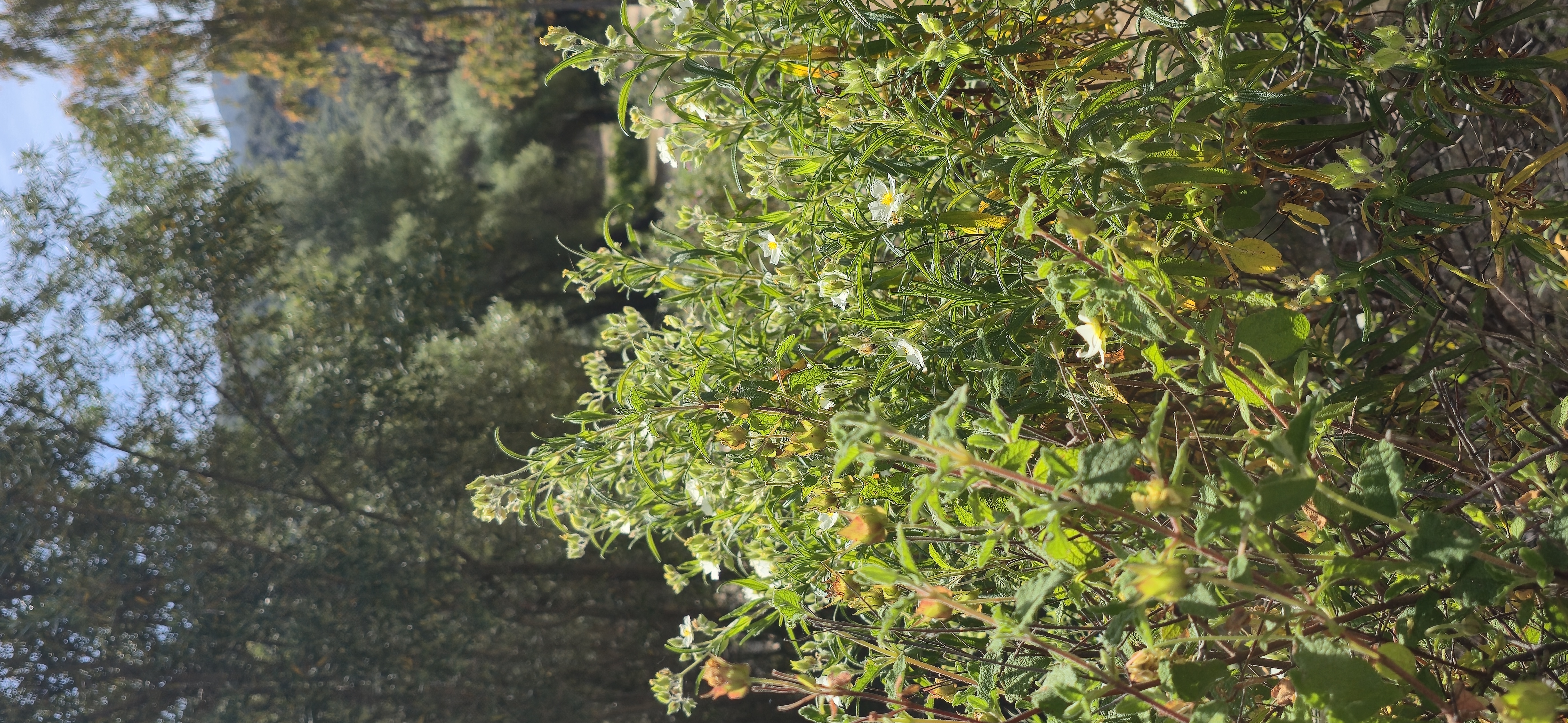 Le maquis de printemps en images 12