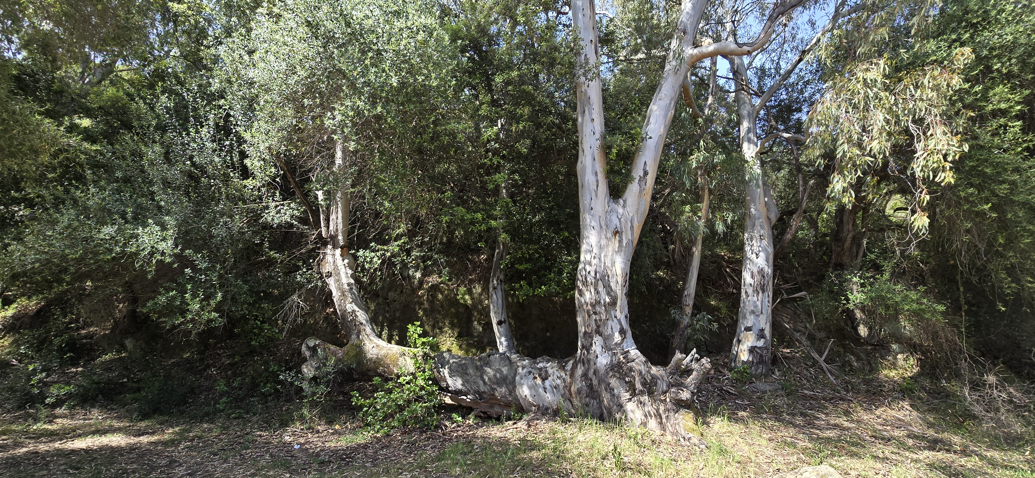 Le maquis de printemps en images 13