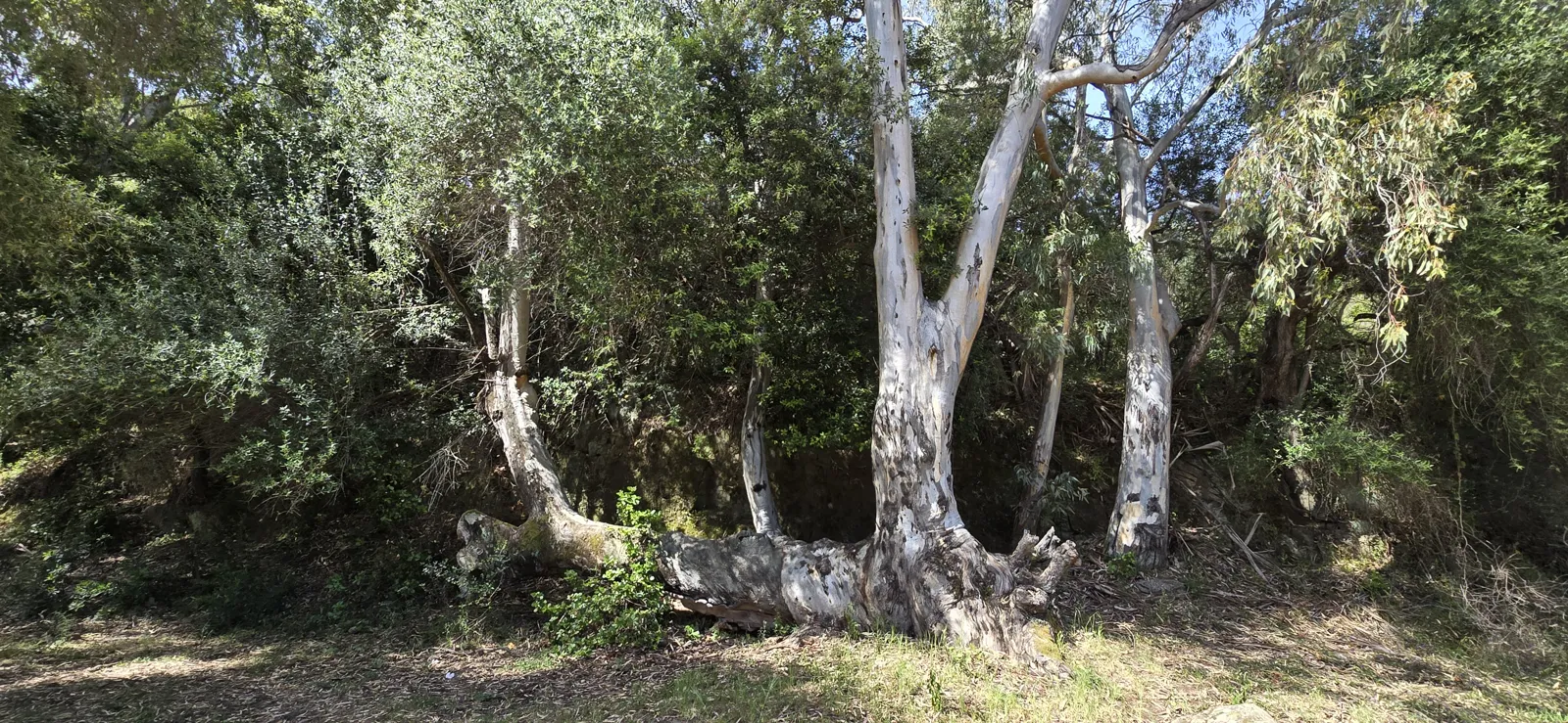 The spring maquis in pictures 13
