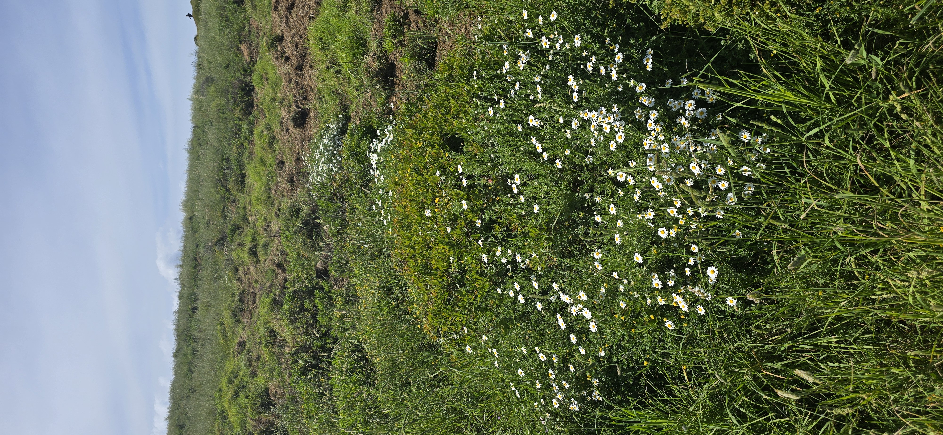 Le maquis de printemps en images 18