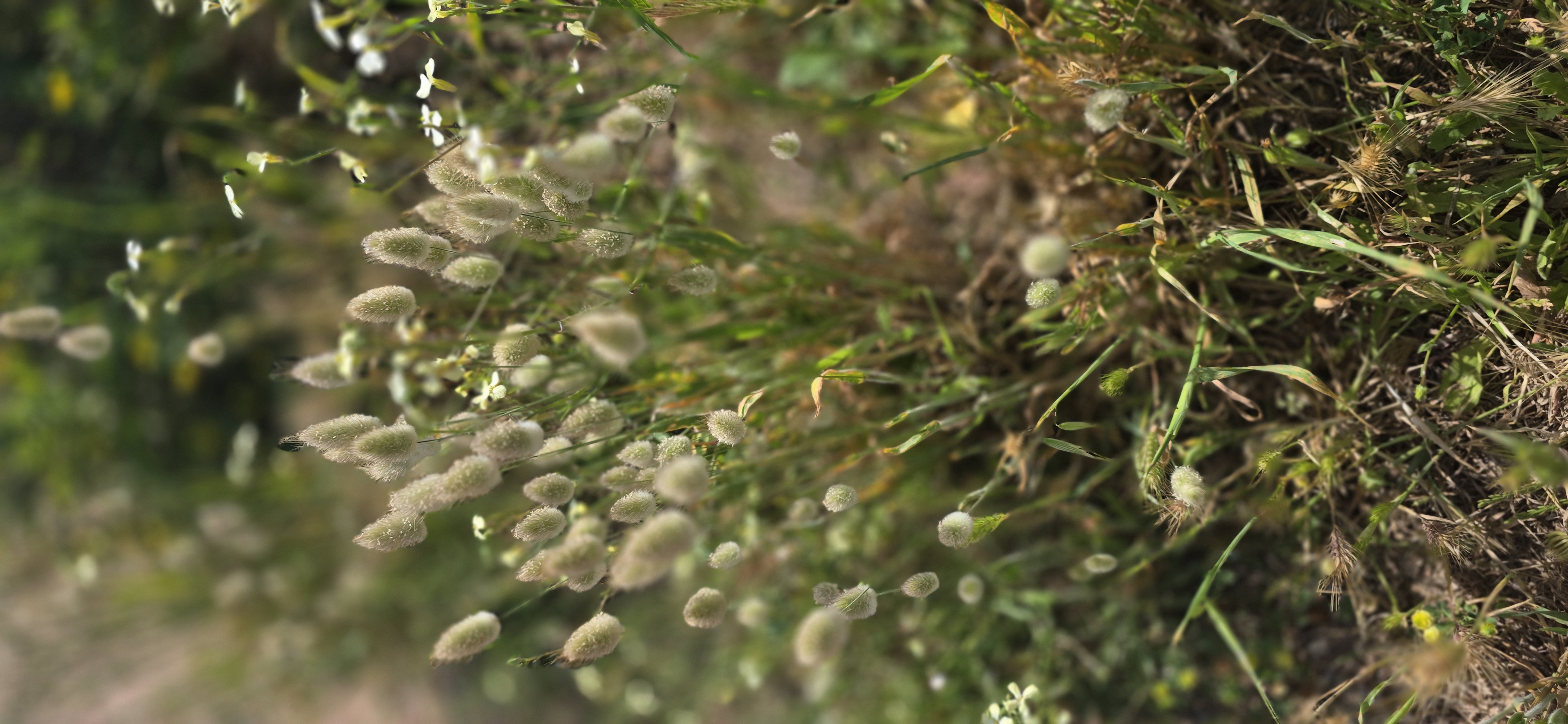 Le maquis de printemps en images 21