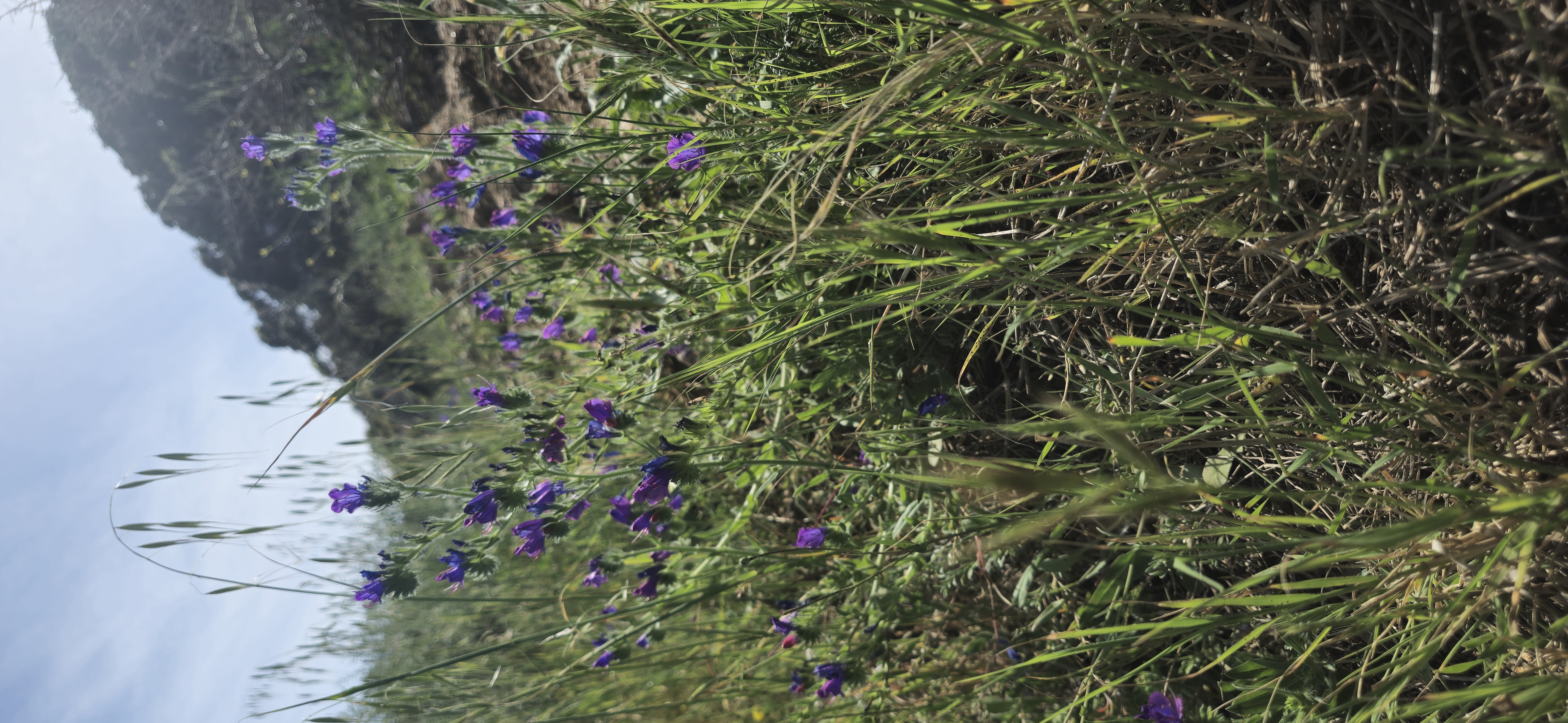 Le maquis de printemps en images 23