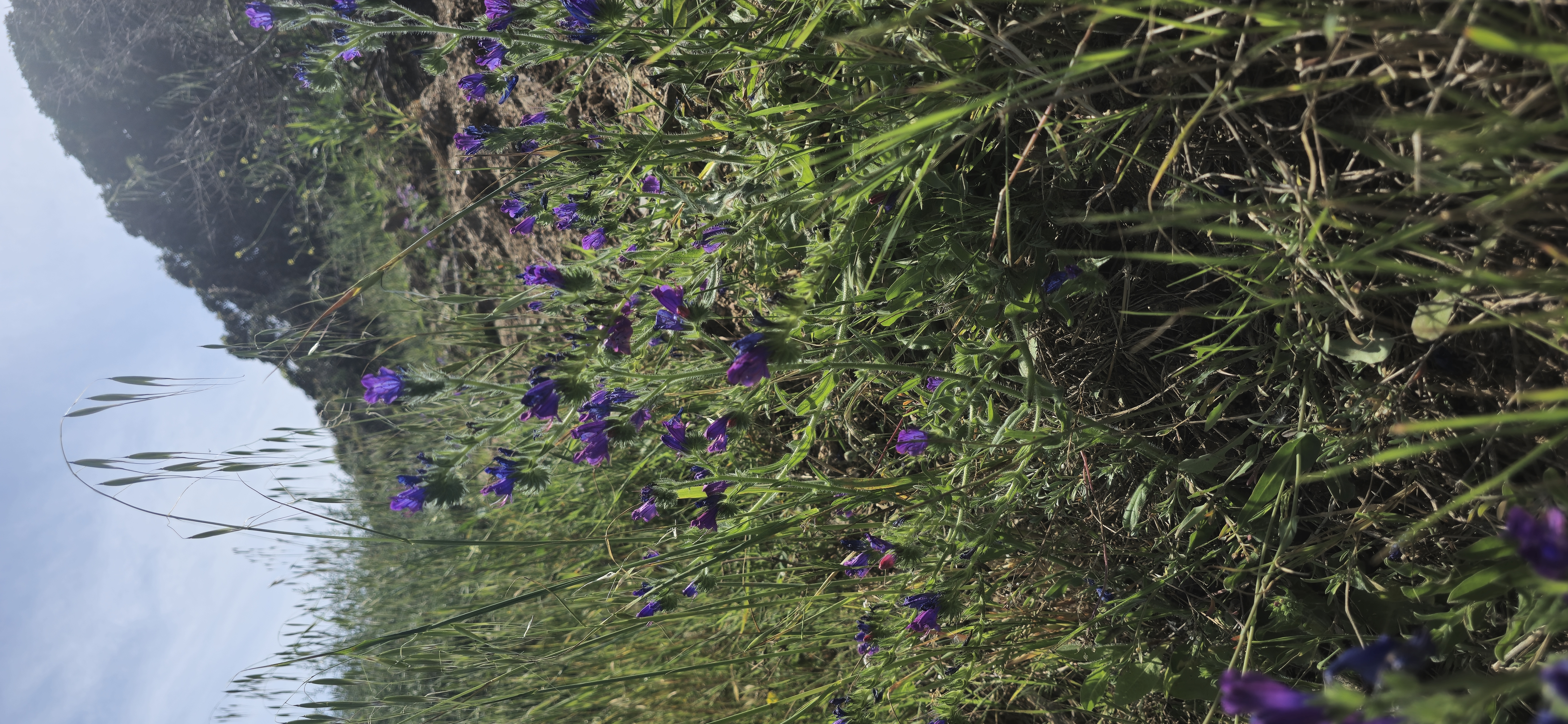 Le maquis de printemps en images 24