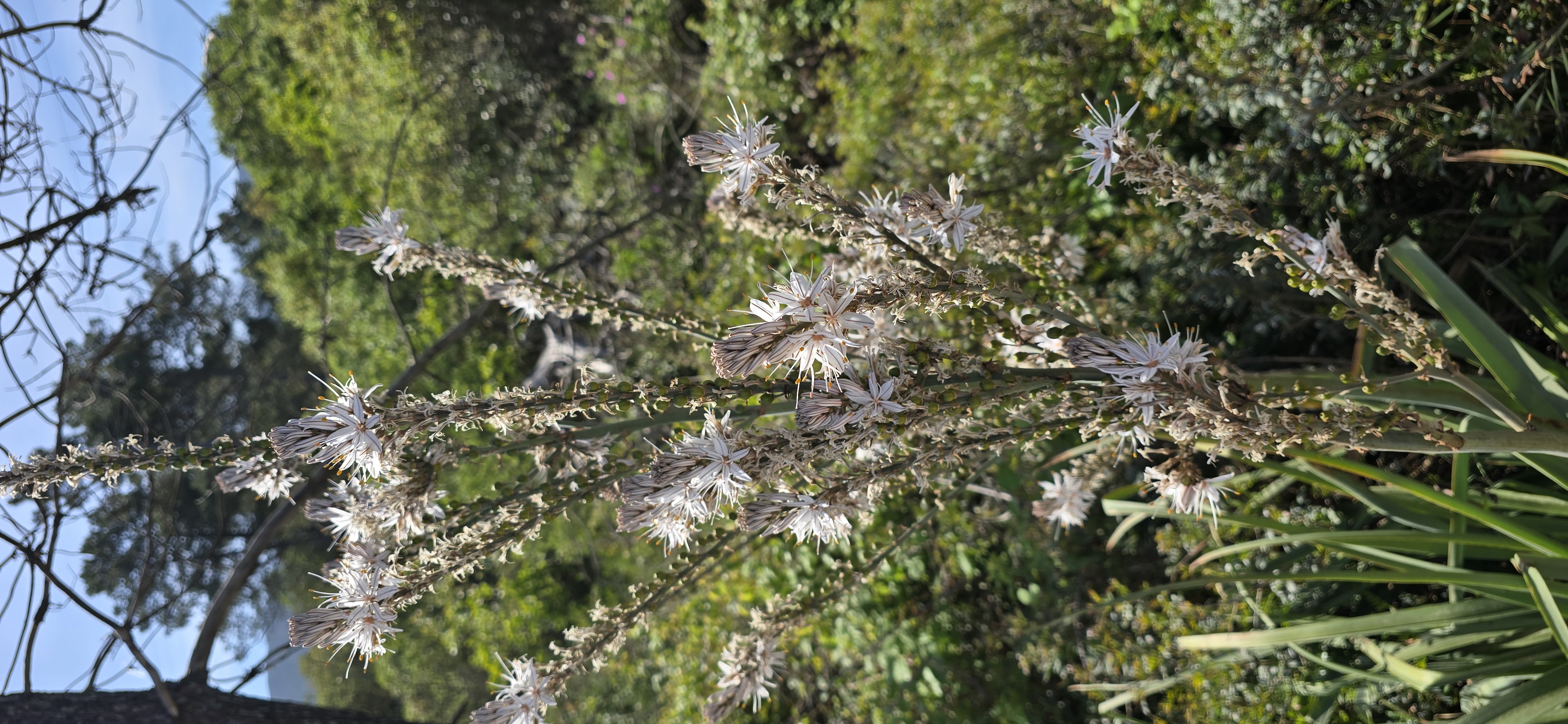 Le maquis de printemps en images 32