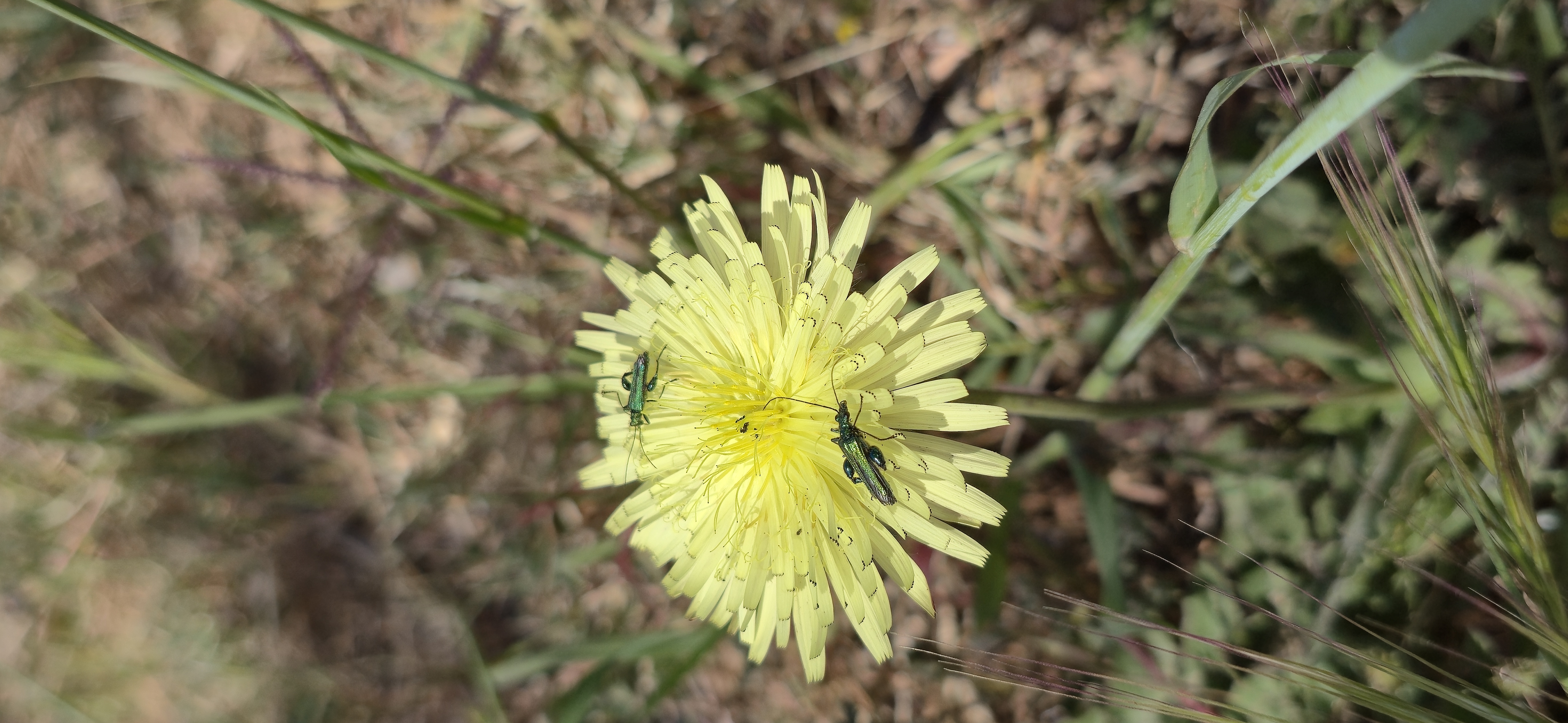 Le maquis de printemps en images 33