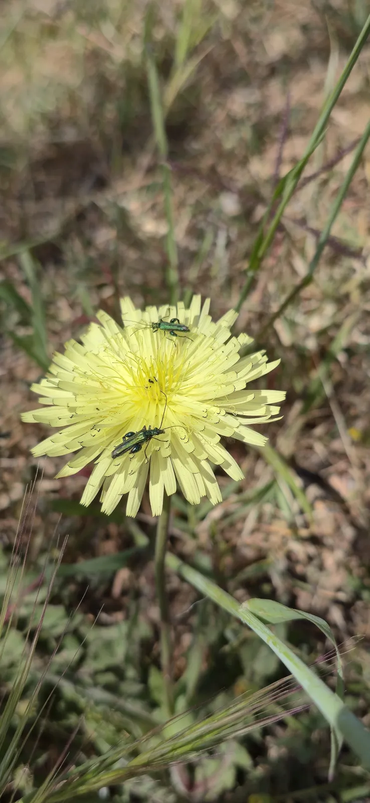 The spring maquis in pictures 33