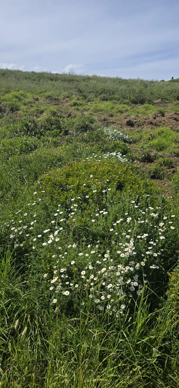 The spring maquis in pictures 42