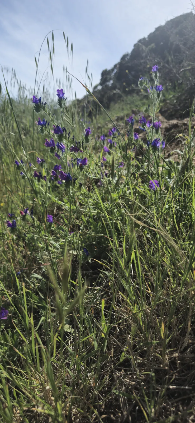 The spring maquis in pictures 47