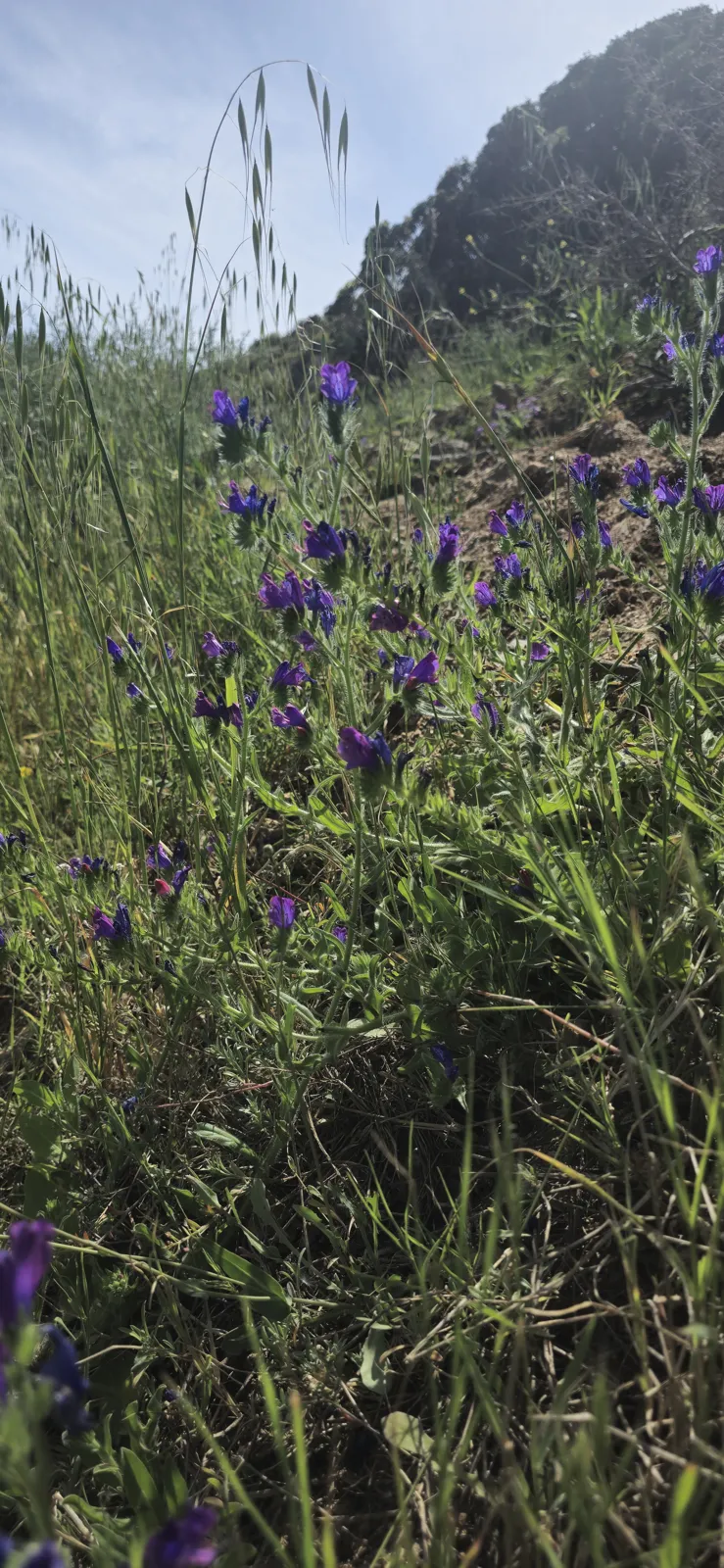 The spring maquis in pictures 48